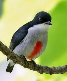 cebu-flowerpecker