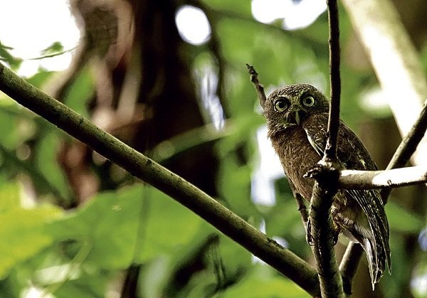 cebu-hawk-owl