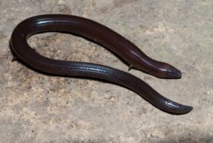 cebu-small-worm-skink