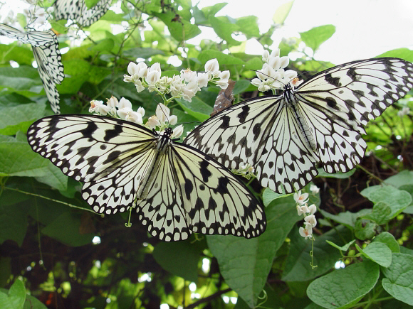 kawasan-paper-kite-butterfly