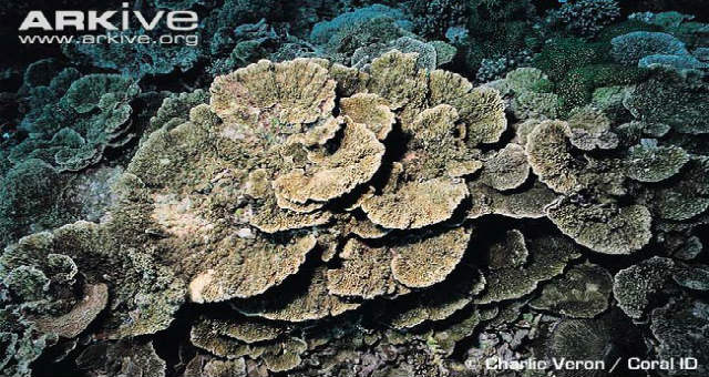 pore-coral