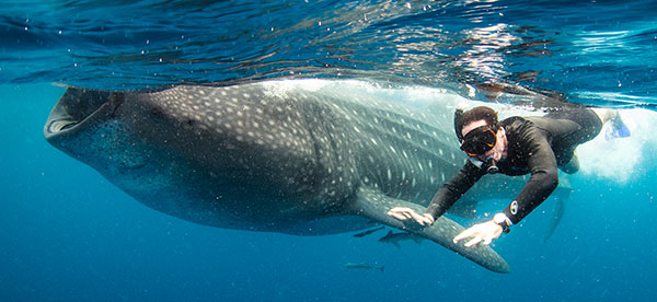 swimming-with-whale-sharks-oslob