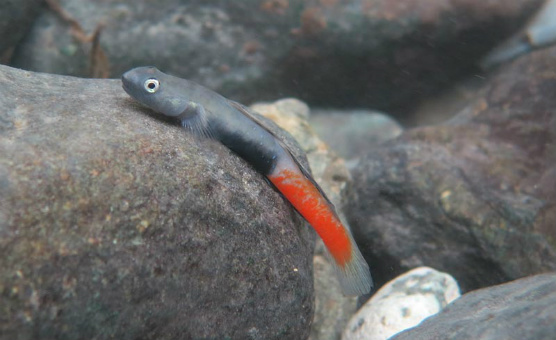 uling-goby