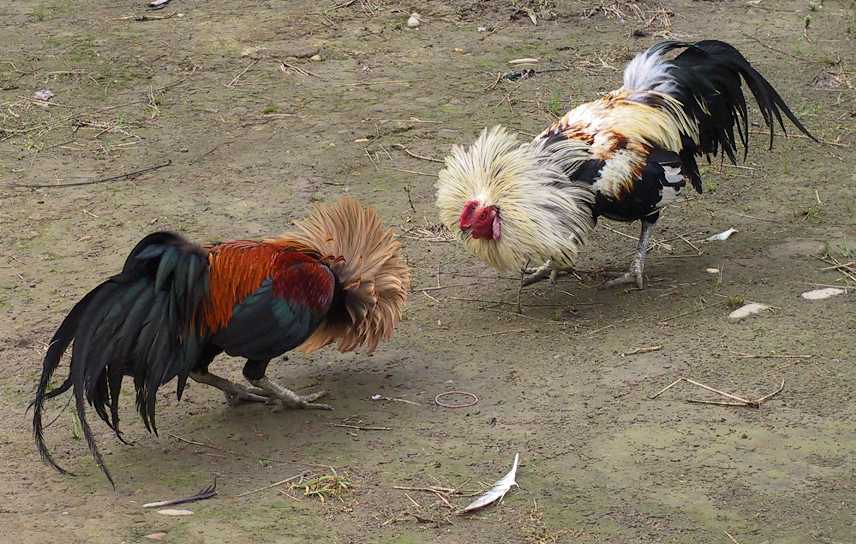 Going to Sabong (Cock Fight)