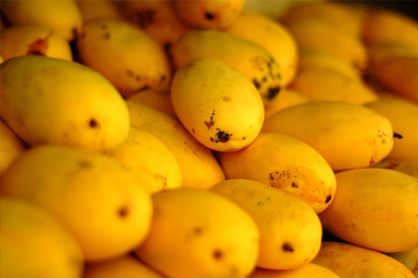 cebu mangoes