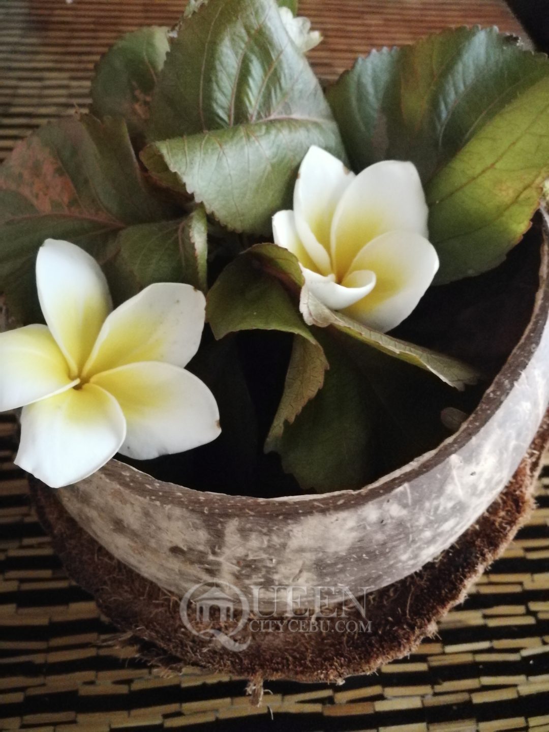 Welcome coconut shell with calacuchi flowers