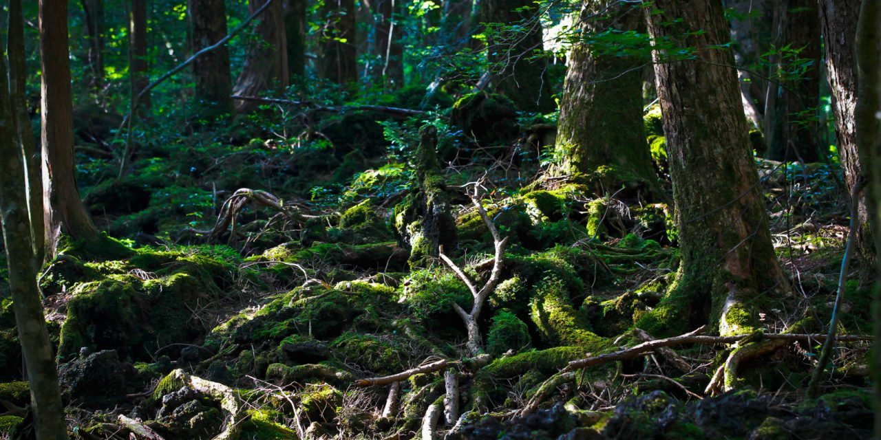 aokihagara-forest