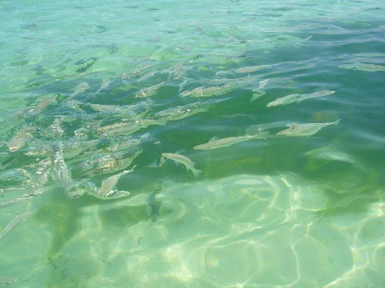 fish feeding at crimson resort