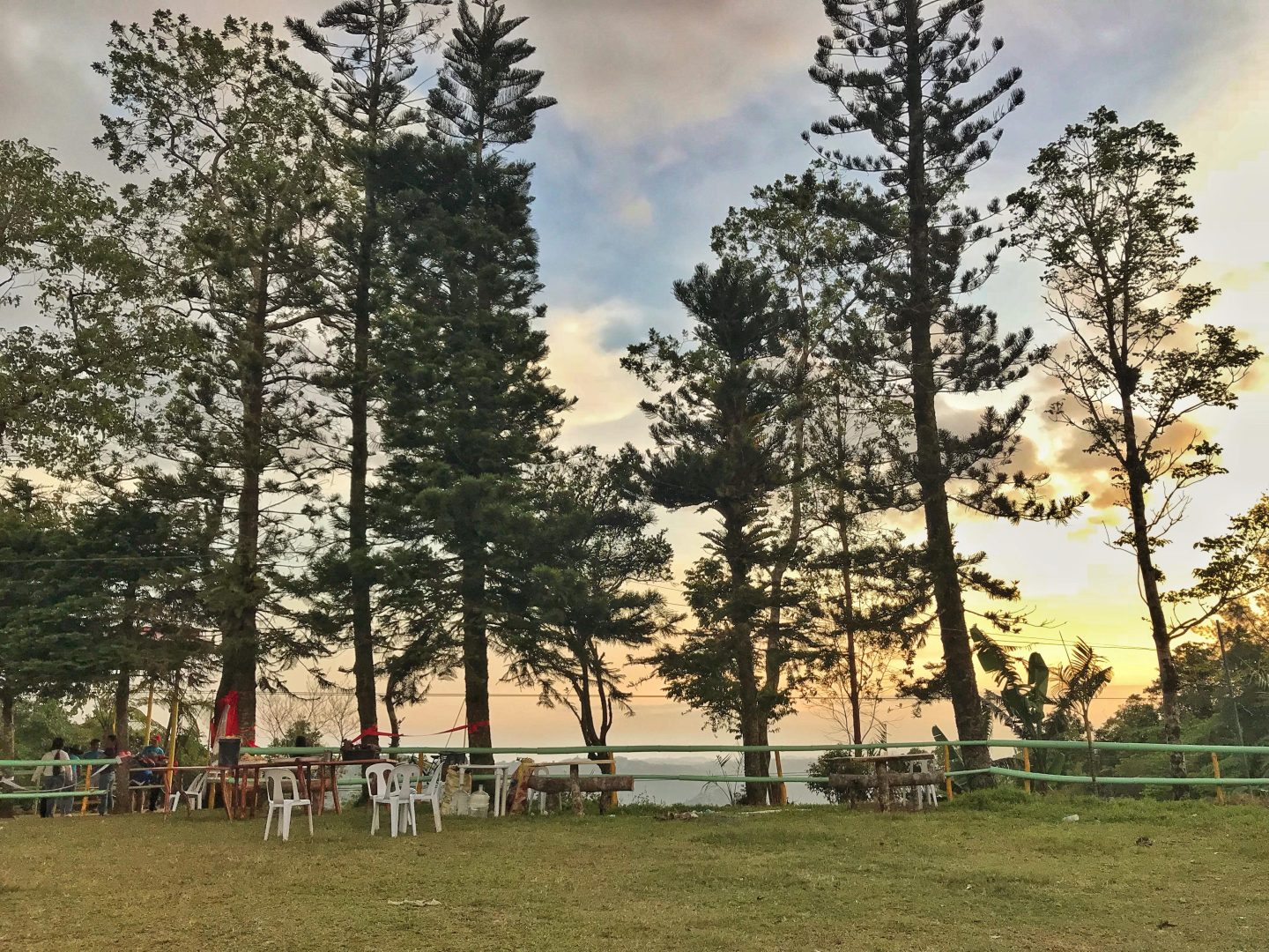 pine trees at baguio de cebu