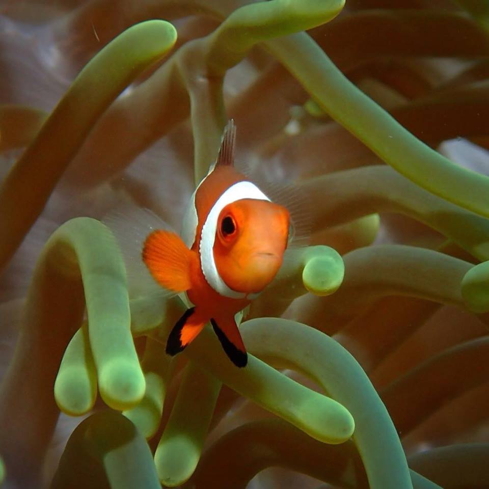 Basdiot Diving | Photo by Cebu Dive Centre