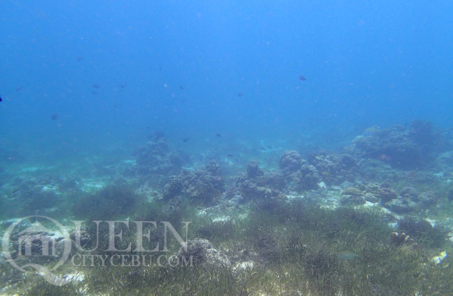 fishes in shangrila mactan