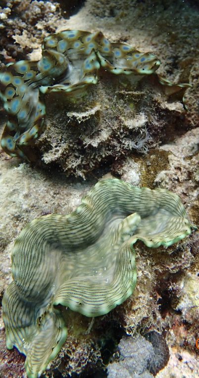 sea slugs in shangrila