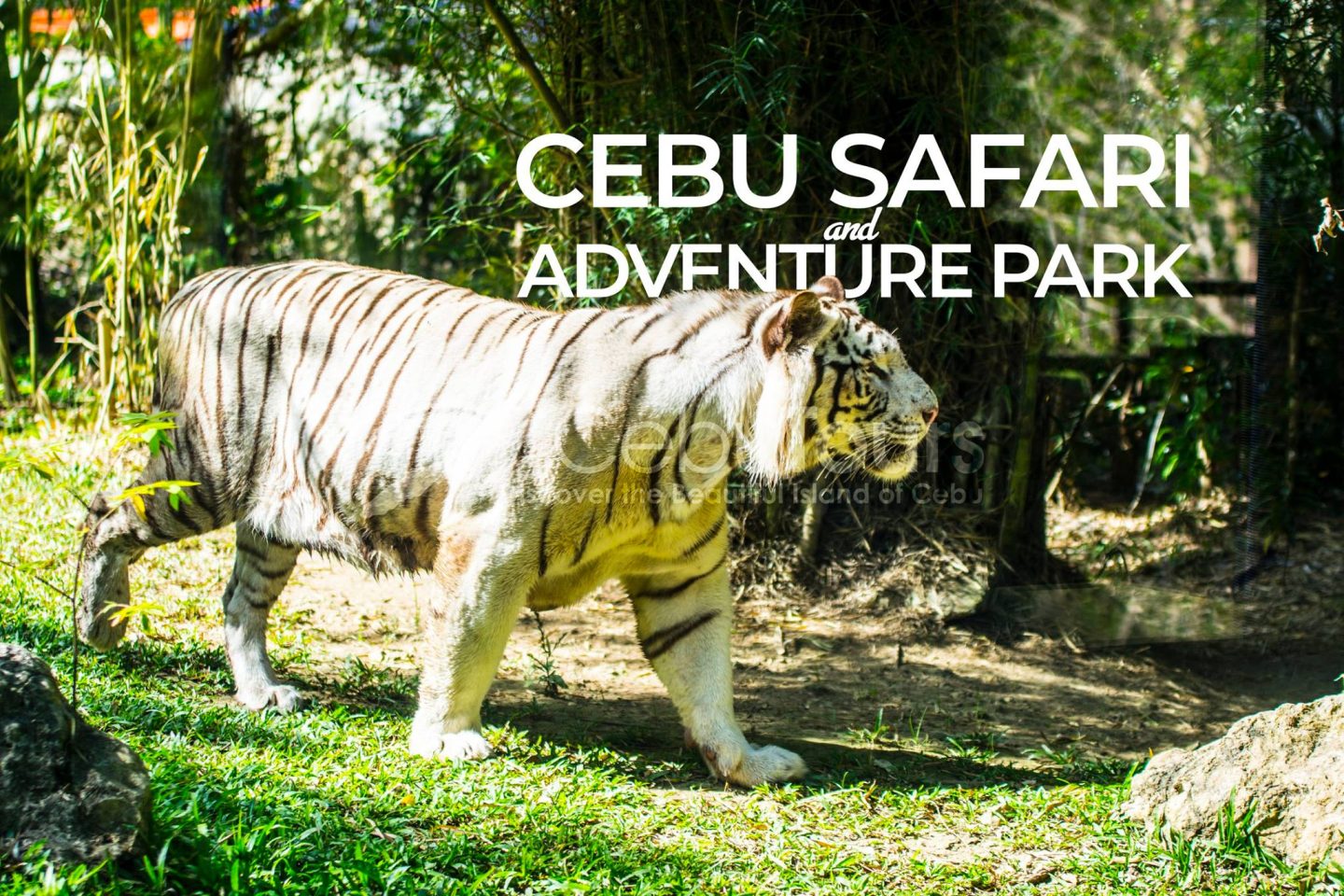 Photo by Cebu Tours