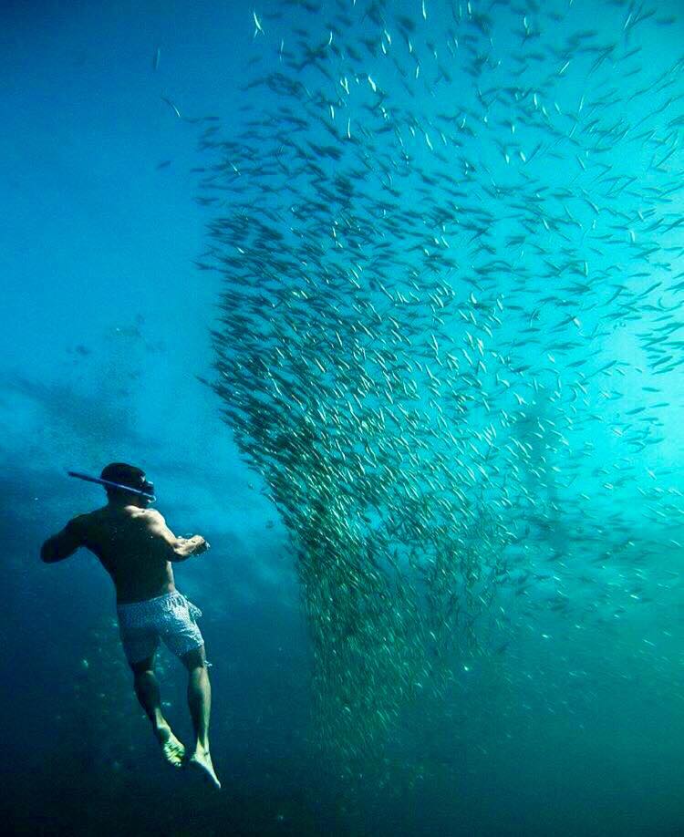 sardines