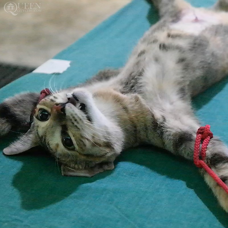 Kitty scratched her wound from a ligation. | Photo by Queen City Cebu