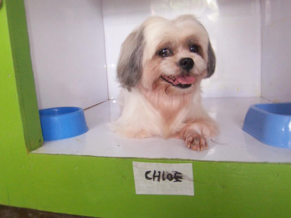 Photo from Shihpomapoo Dog Hotel