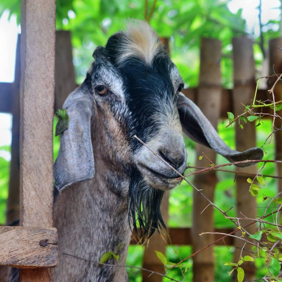 Photo from Cebu Goat Farm
