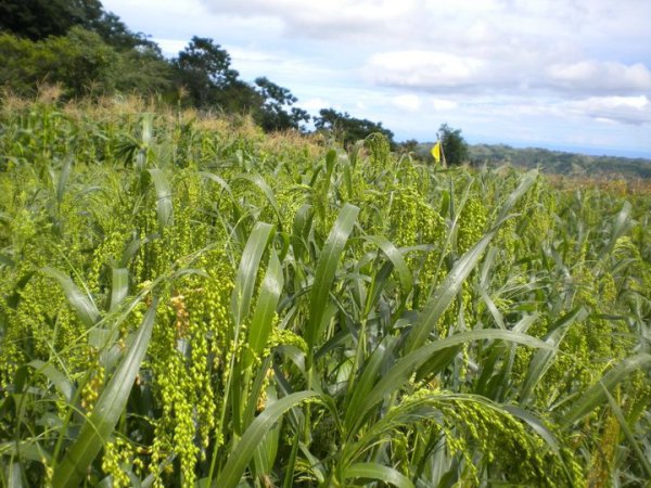 Millet Grass. Photo from catmontree.wordpress.com