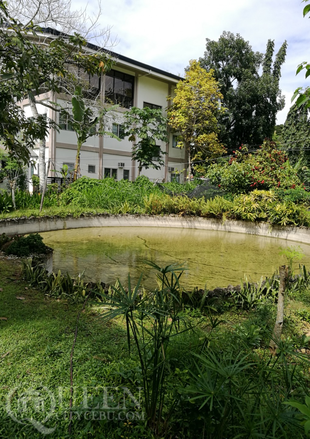 Their pond at Farmhouse in Aloguinsan 