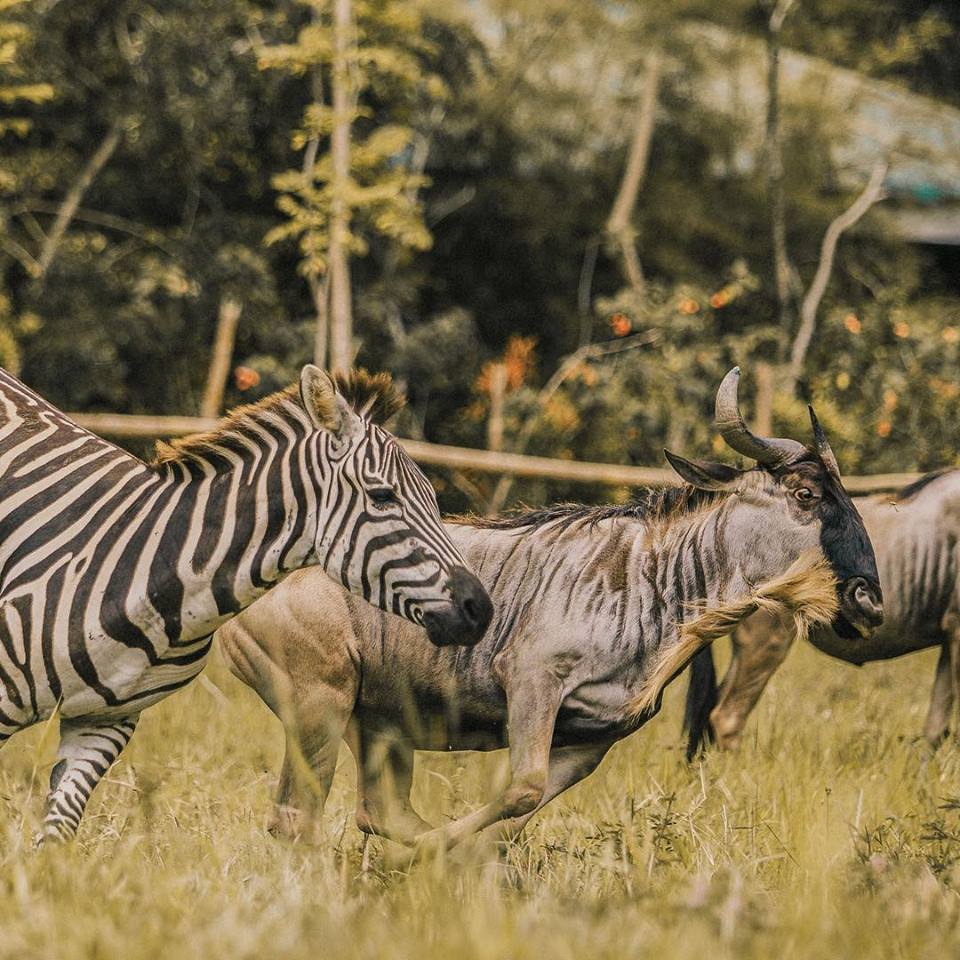 Photo from Cebu Safari & Adventure Park