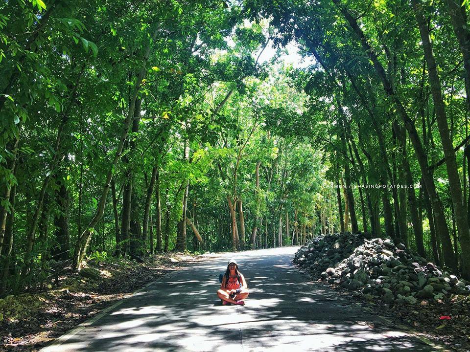 Man Made Forest in Carmen. Photo by chasingpotatoes