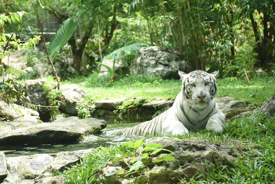 Photo from Cebu Safari & Adventure Park