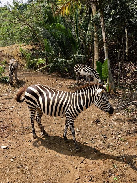 Cebu Safari and Adventure Park