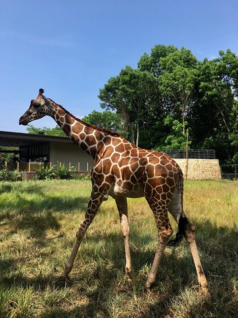 Cebu Safari and Adventure Park