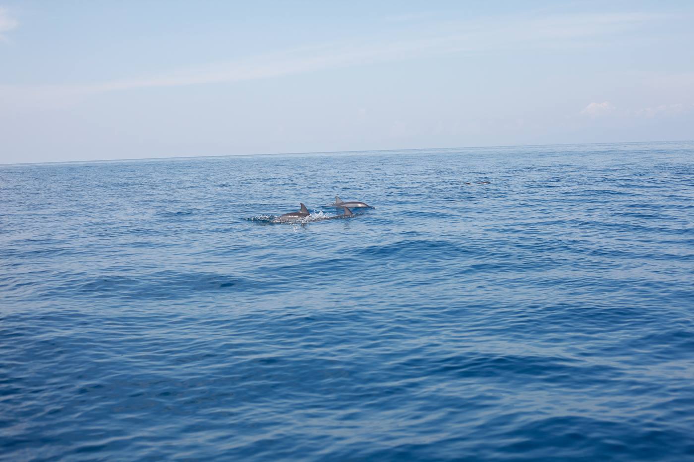 Dolphin watching on the way to Pescador Island. Photo by Rolin Lapuerta Mejala.