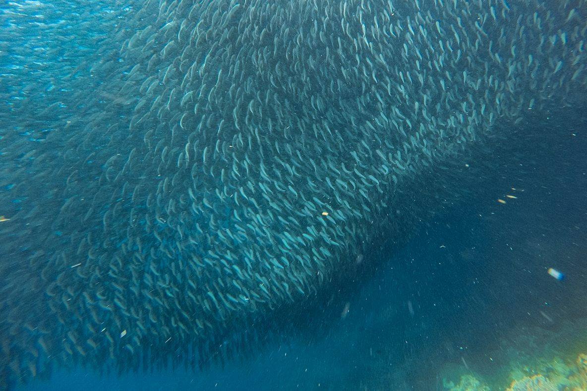 Diving with the sardines. Photo by Sheena Eleccion