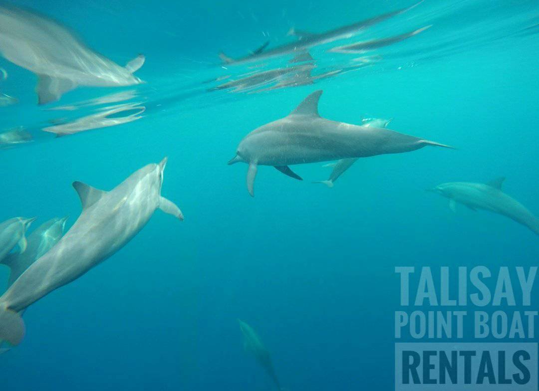 Dolphin watching on the way to Pescador Island. Photo by Talisay Point