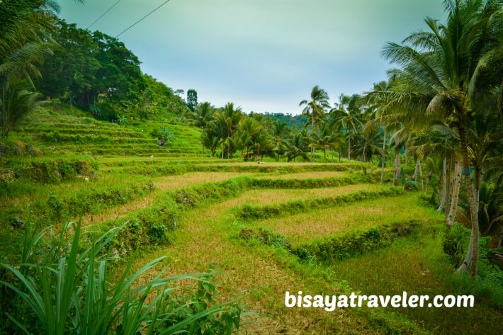 Rice paddies in Barangay Butong, Argao.