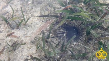 cordova reef sea urchin