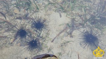 cordova reef sea urchin