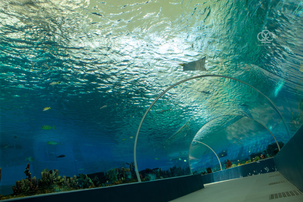 oceanarium cebu ocean park