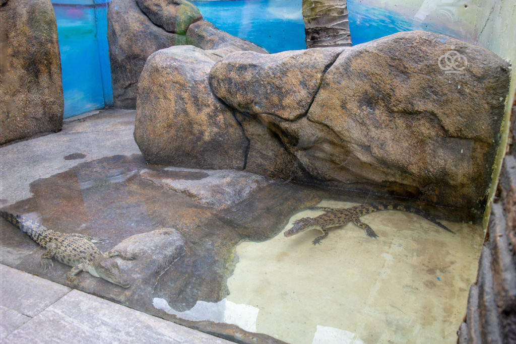cebu ocean park reptiles