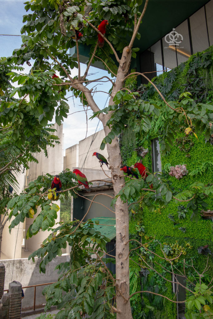 bird feeding cebu ocean park