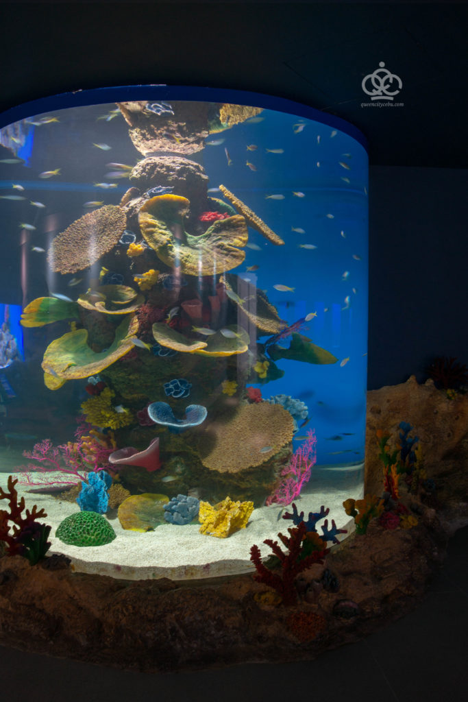 colorful corals cebu ocean park